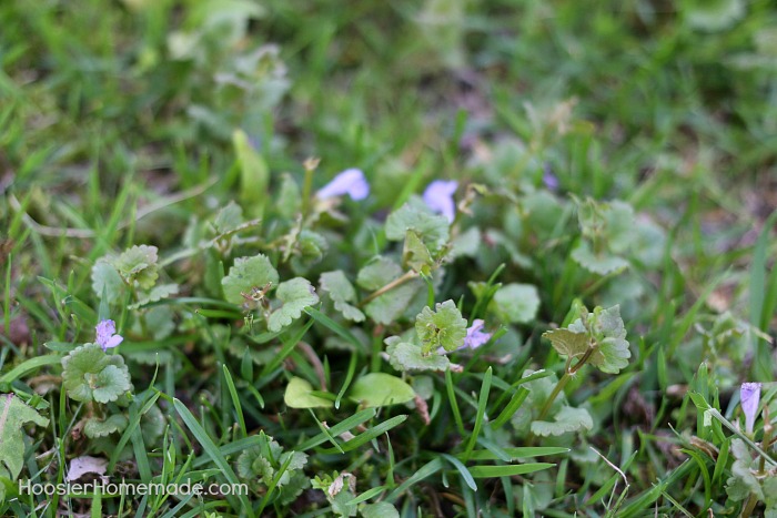 Creeping Weeds Identification