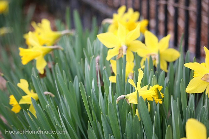 How to Divide and Replant Daffodil Bulbs - Hoosier Homemade