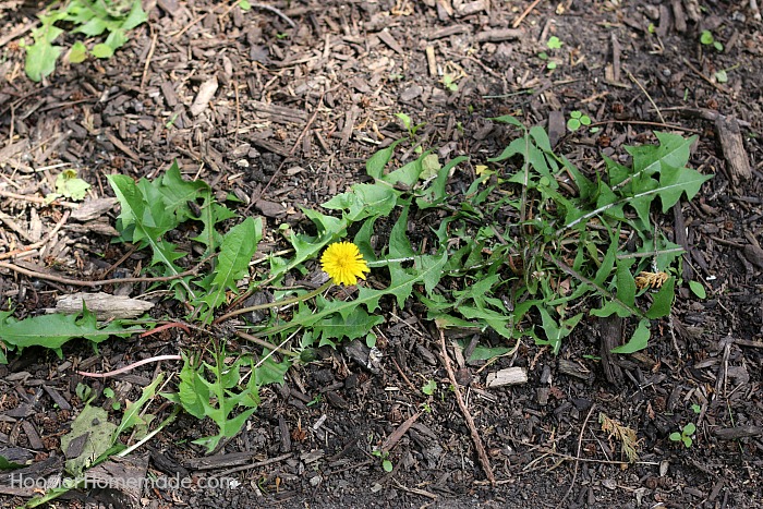 7 Common Weeds With Identification Pictures Hoosier Homemade