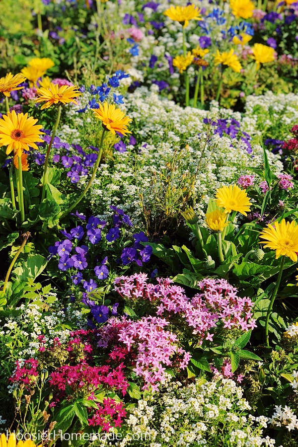 Flowers in a garden