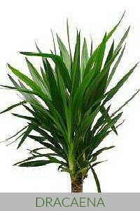 Dracaena