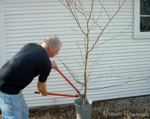 Easy and Frugal Easter Egg Tree - Hoosier Homemade