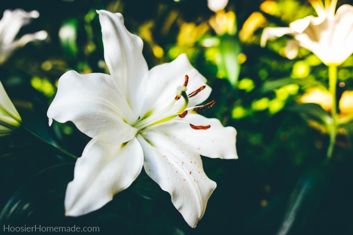 Easter Lily Care