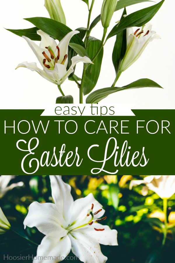 Easter Lily Care