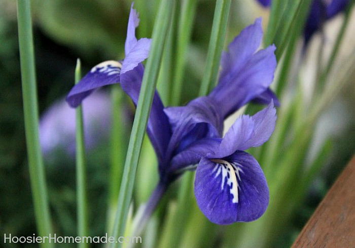 Iris for Easter Flower Basket Centerpiece