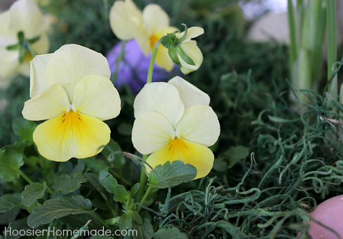 Pansies for Easter Flower Basket Centerpiece