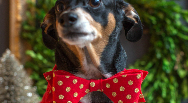 Pet Bow Tie Gift – 100 Days of Homemade Holiday Inspiration