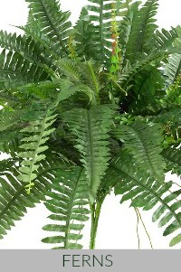 Boston Fern