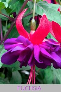 Fuchsia