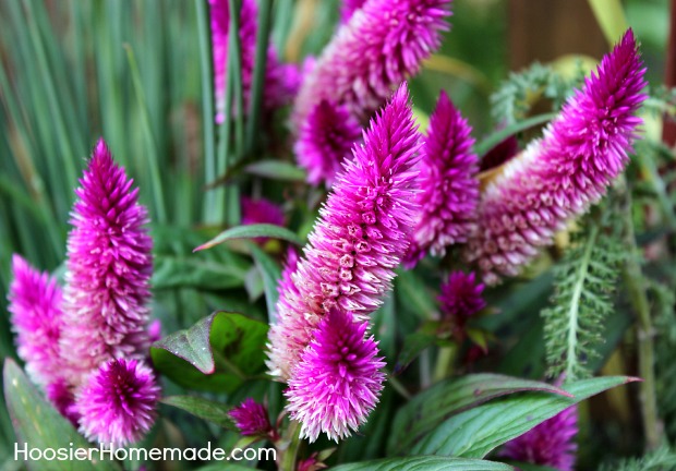 Container Garden for Fall