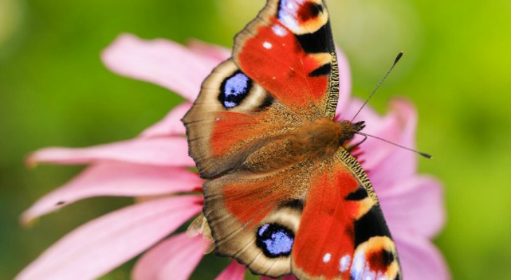 Frugal Ways to Attract Butterflies to Your Garden: Spring Inspiration