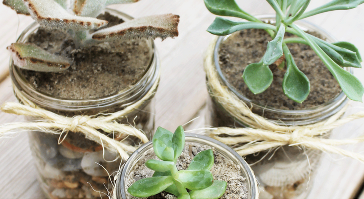 DIY Mason Jar Succulents – 100 Days of Homemade Holiday Inspiration