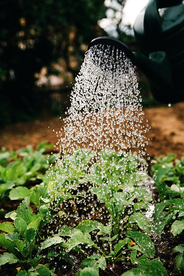 Watering Garden