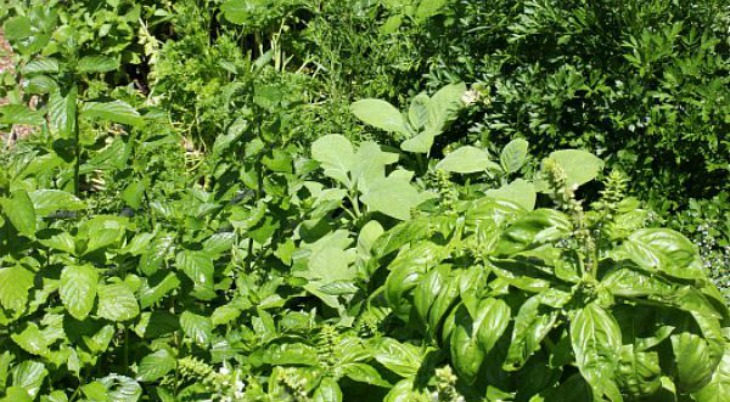 Garden Cover Crops to Improve Your Soil