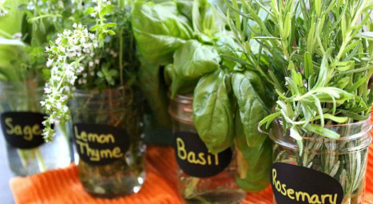 Fresh Herbs: Preserving and Drying