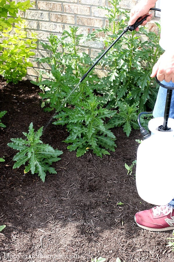 Spraying weeds