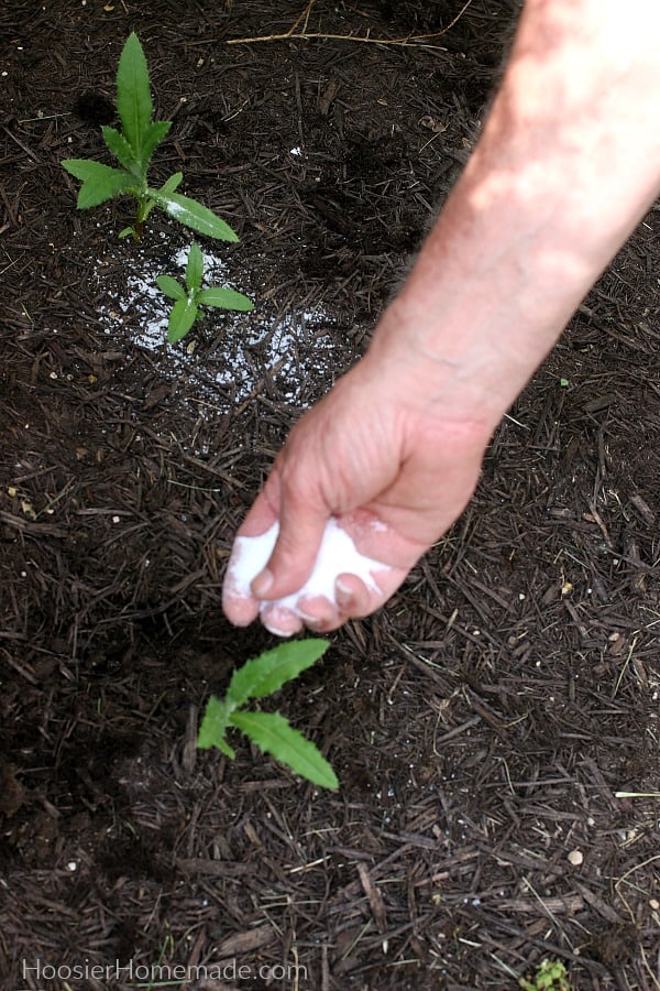 Homemade Weed Killer sprinkling Epsom Salt