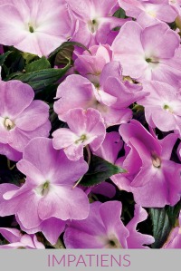 Impatiens