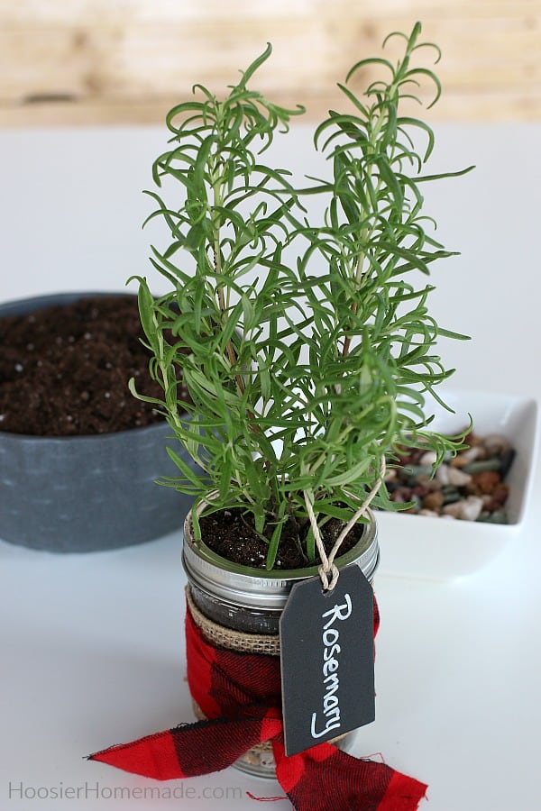 Rosemary herb in mason jar
