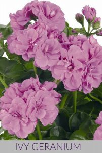 Ivy geranium