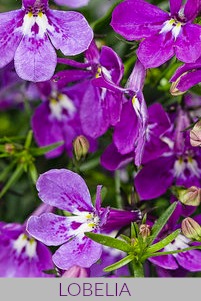 Lobelia