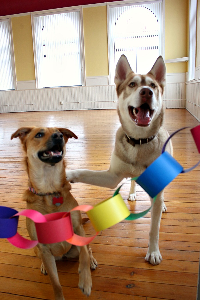 Puppies caught by Lucky the Leprechaun