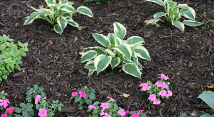 Image of Bed of flowers with a layer of cedar mulch