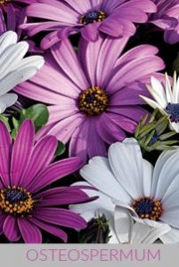 Osteospermum