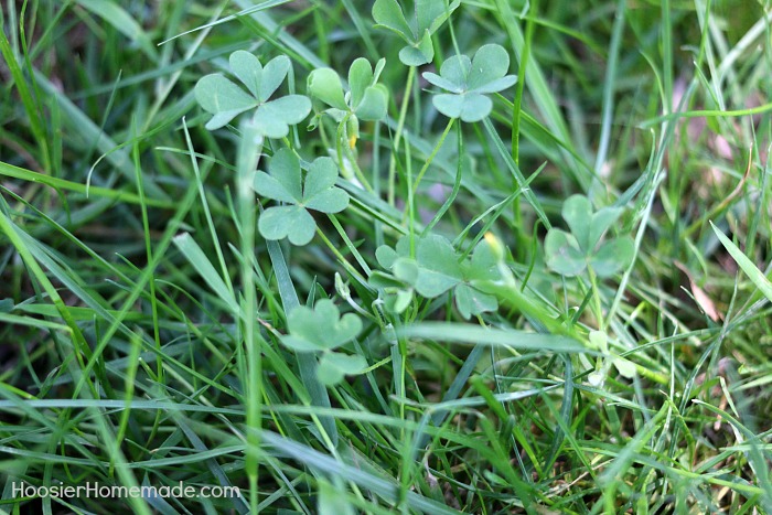 Oxalis-Common-Weeds