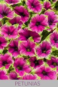 Petunias