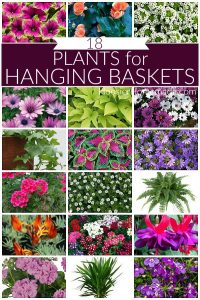 Plants for Hanging Baskets - Hoosier Homemade