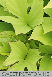 Sweet Potato Vine