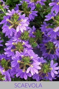 Scaevola