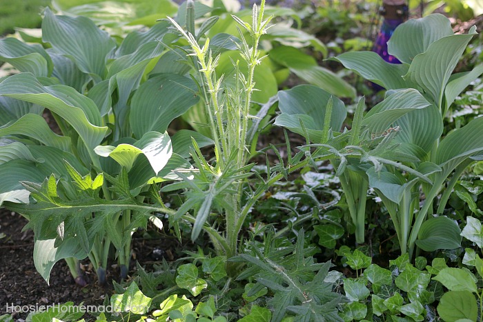 Thistle-Common-Weeds