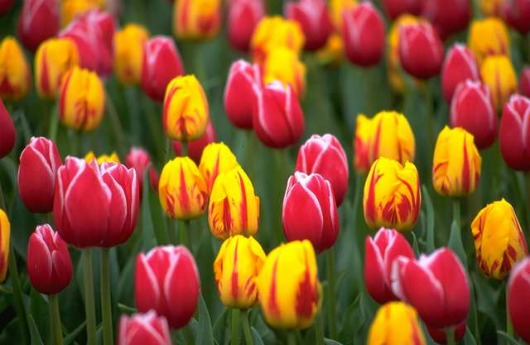 How to plant Spring Flowering Bulbs