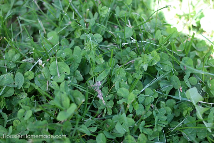 Weeds in garden