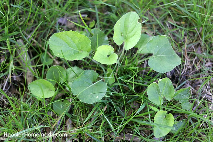 Homemade Weed Killer