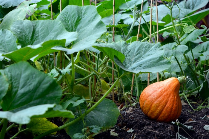 Pumpkin growing in a field