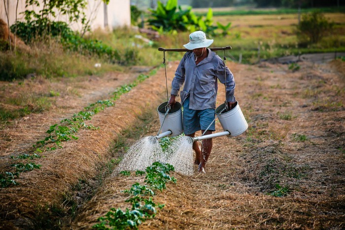 Man watering the garden