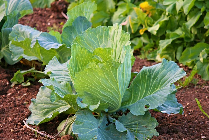 White Cabbage